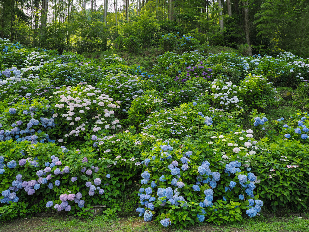 見返りの滝の紫陽花