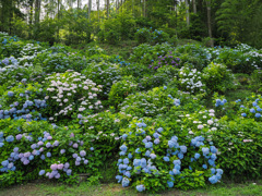 見返りの滝の紫陽花