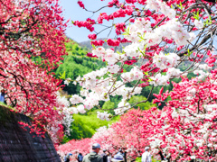 花桃の里