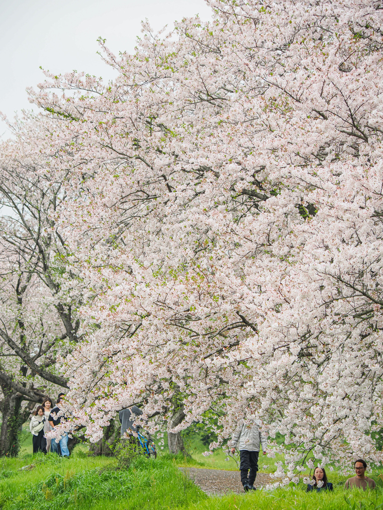 流川の桜並木