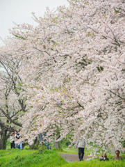 流川の桜並木