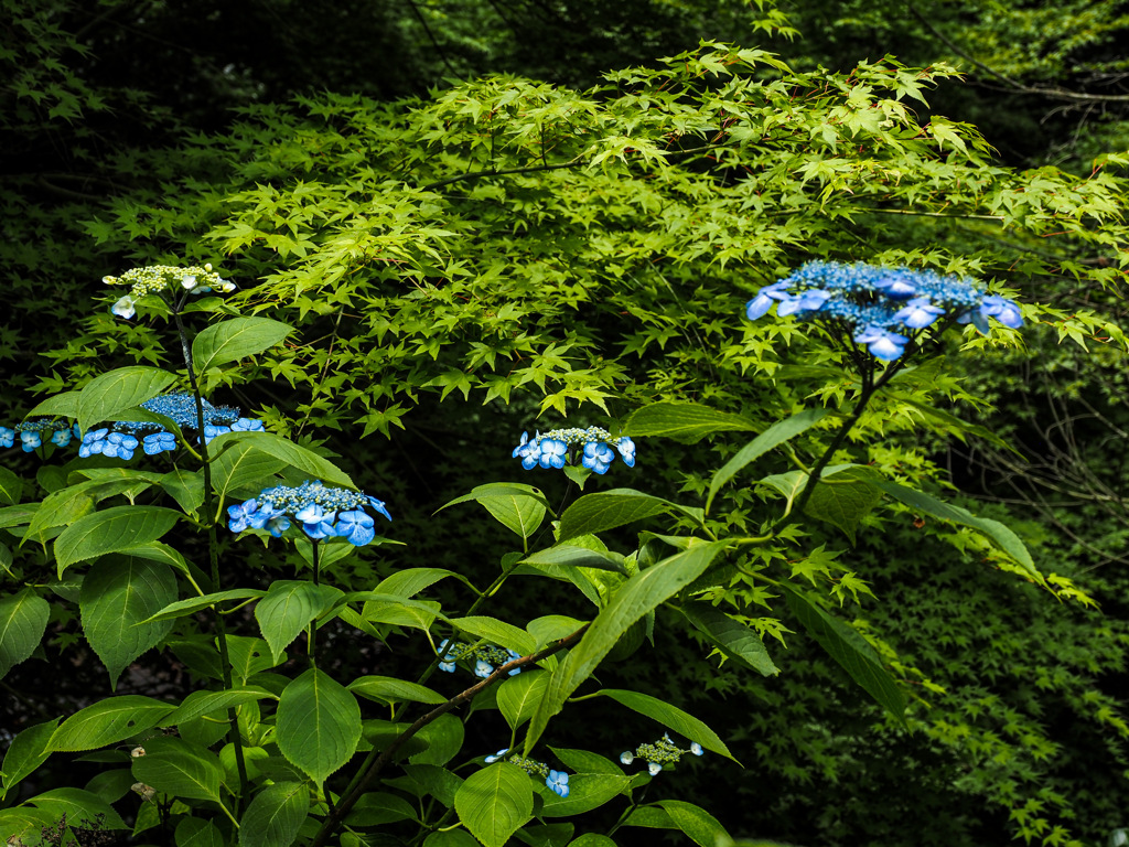 大聖寺の紫陽花