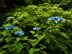 大聖寺の紫陽花