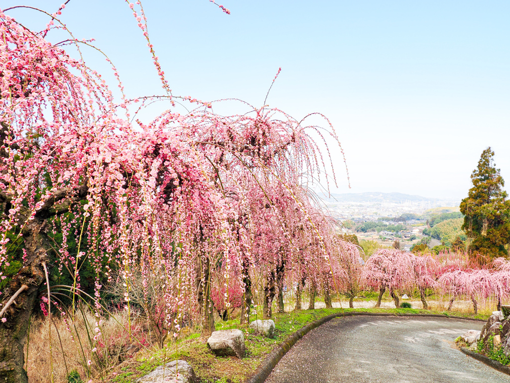 普光寺の臥龍梅