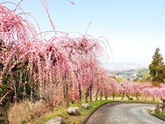 普光寺の臥龍梅