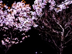 桜吹雪