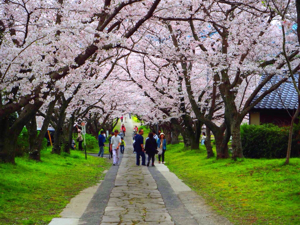 桜並木