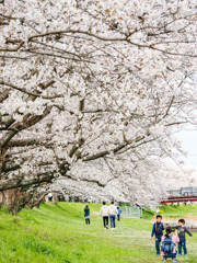 流川の桜並木