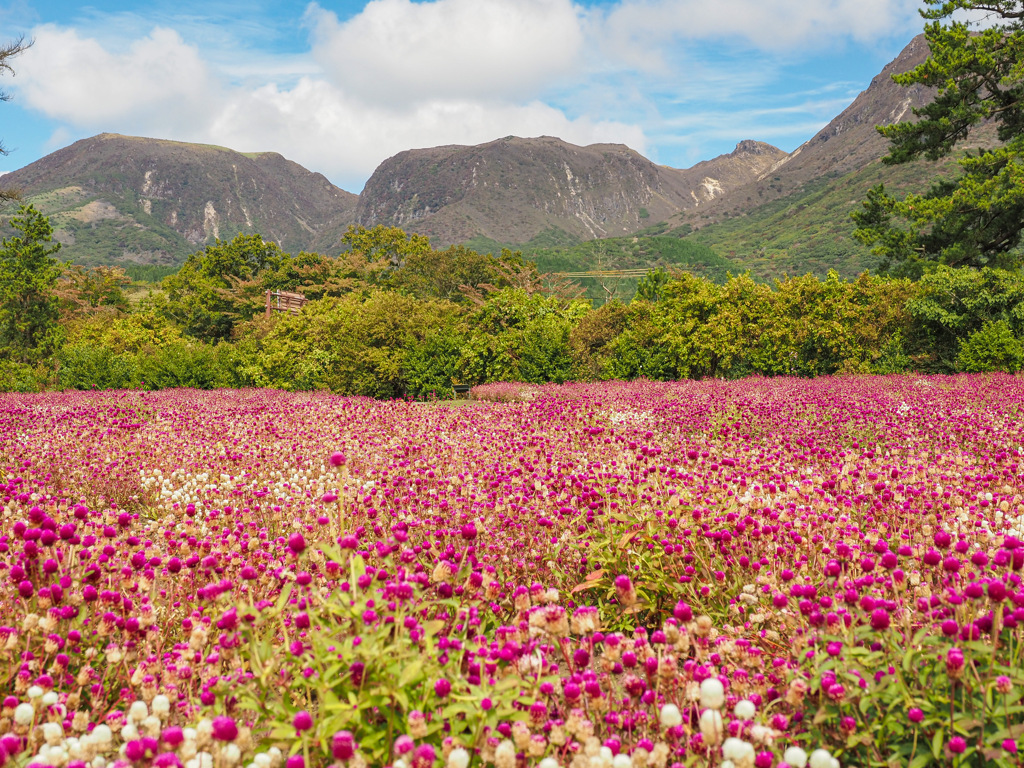 くじゅう花公園