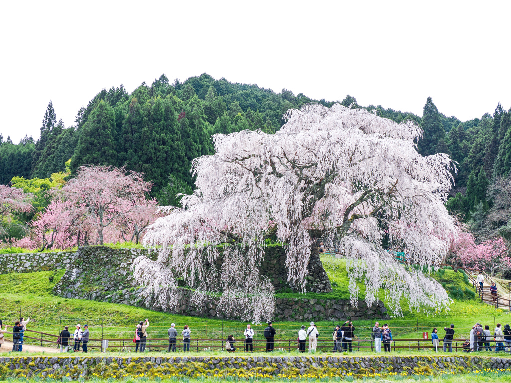 又兵衛桜