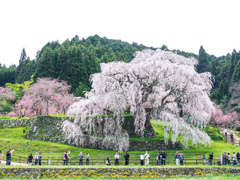 又兵衛桜