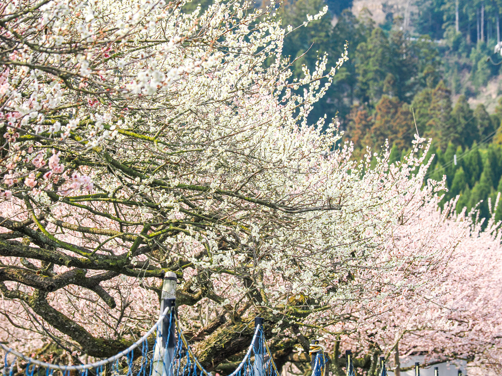 大久保台梅園