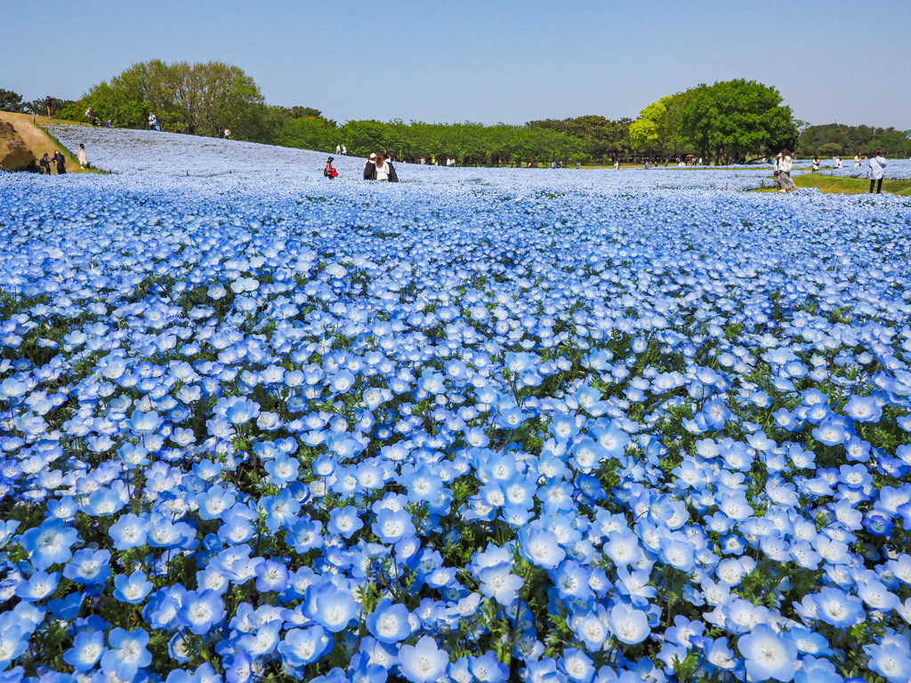 海の中道海浜公園