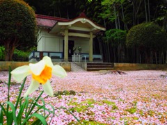 散り模様