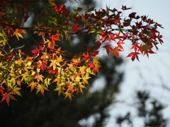 呑山観音寺の紅葉