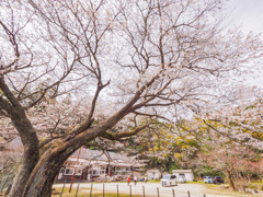 脊振小分校跡の山桜