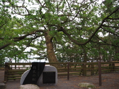 世界遺産 三保の松原 羽衣の松