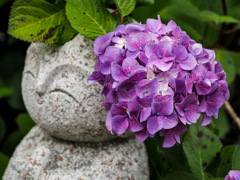 大聖寺の紫陽花