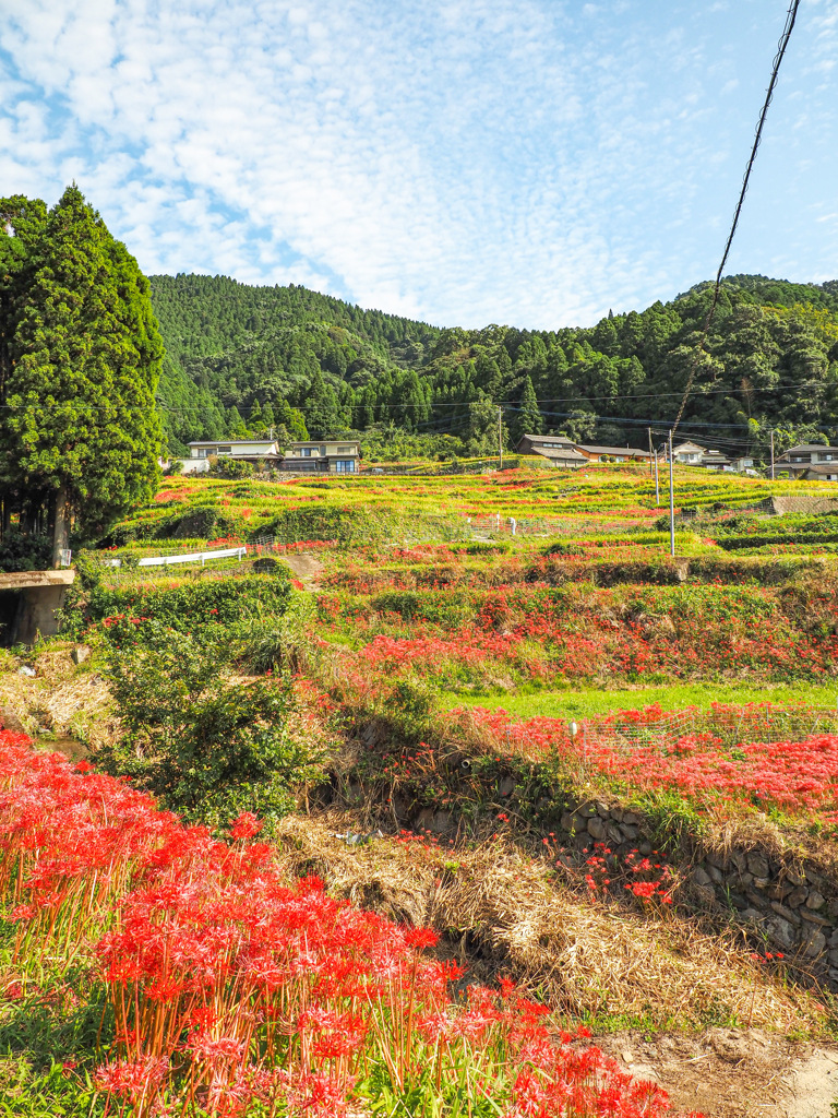 江里山の棚田