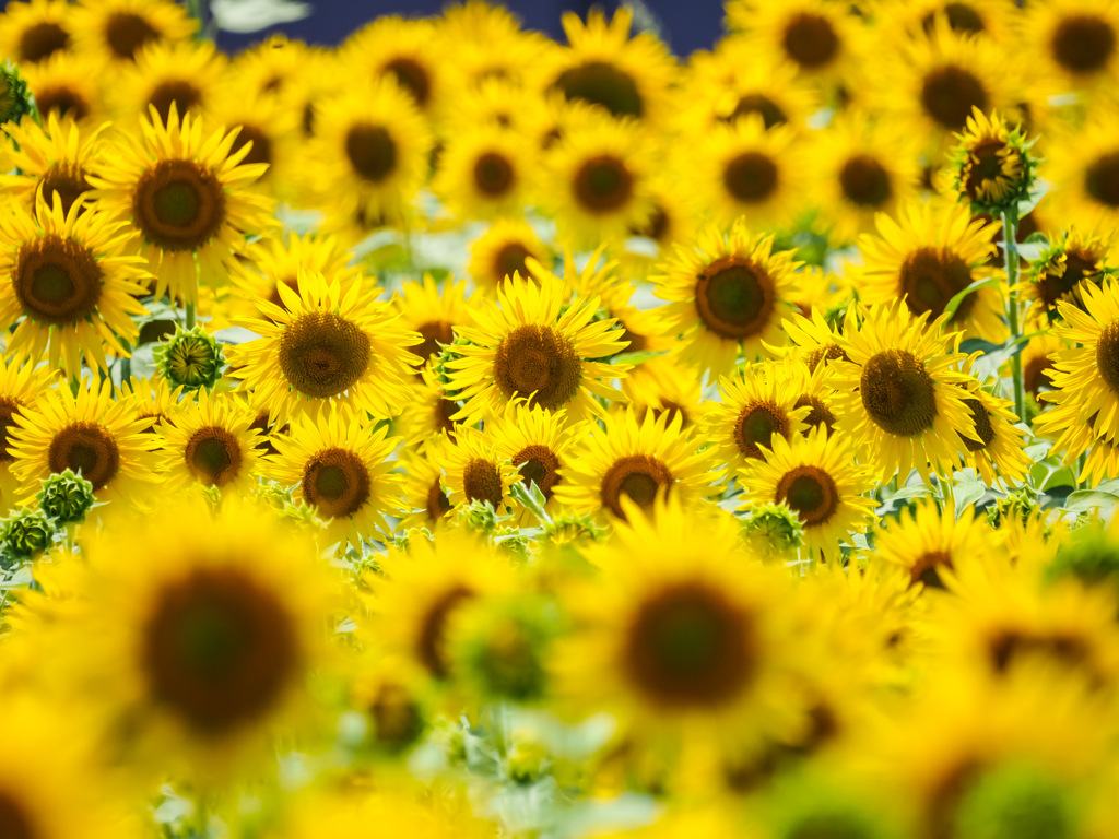 ひょうたん島公園