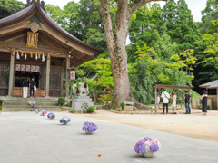 竈門神社の紫陽花