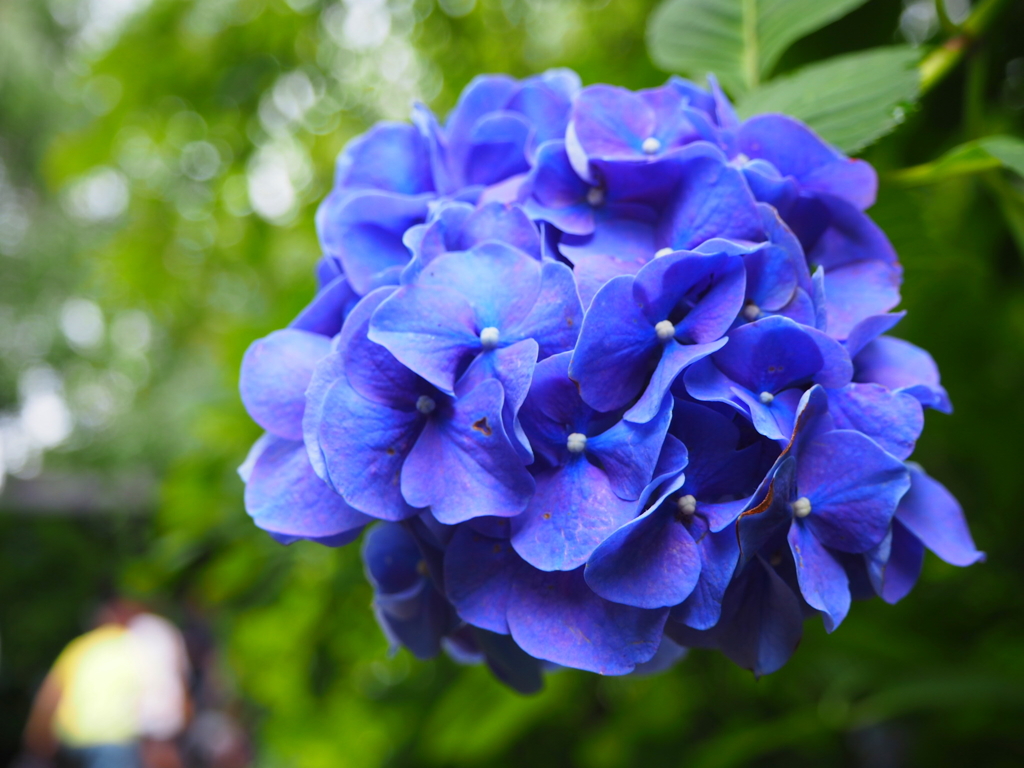 明月院の紫陽花