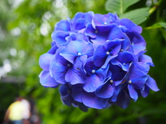 明月院の紫陽花