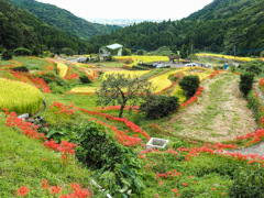 江里山の棚田