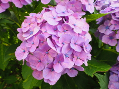 紫陽花