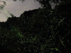 祇園川の蛍