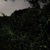 祇園川の蛍