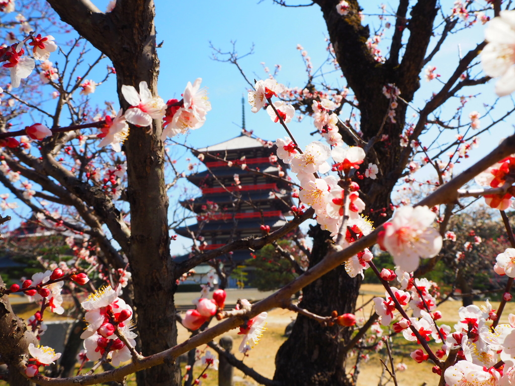蓮華院誕生寺奥の院