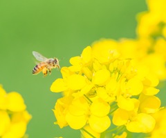 花粉集め