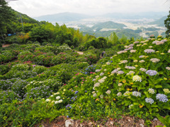 大聖寺の紫陽花