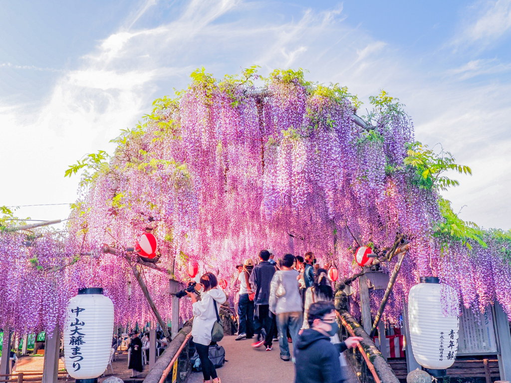 中山の大藤