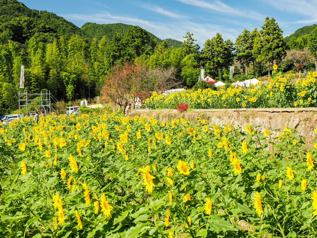 山田ひまわり園