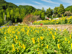 山田ひまわり園