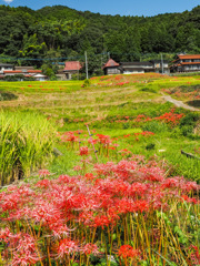 江里山の棚田