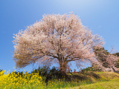 馬場の山桜
