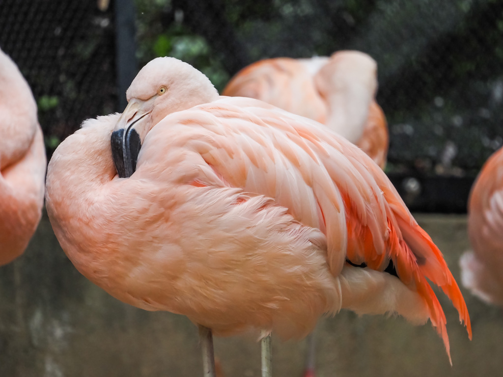 福岡市動物園