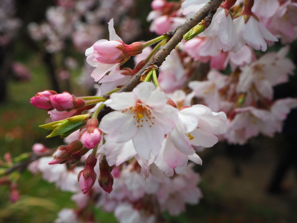 しだれ桜