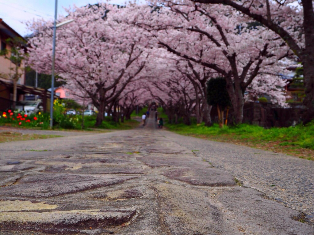桜並木