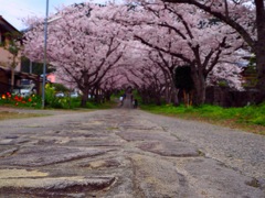 桜並木