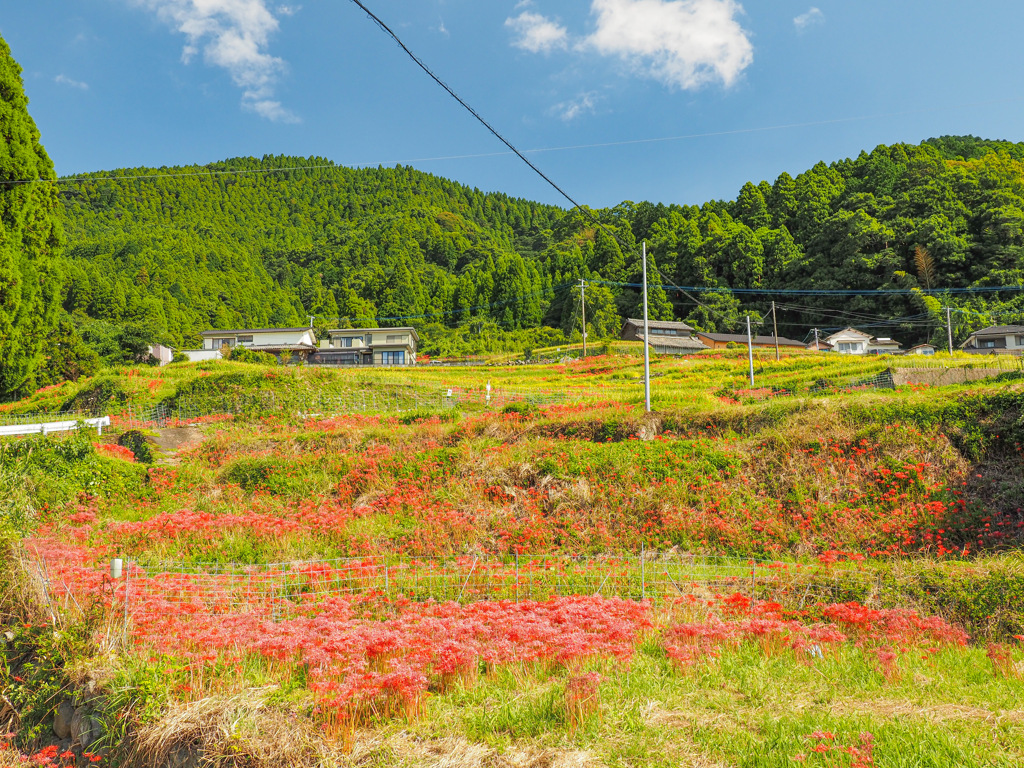 江里山の棚田
