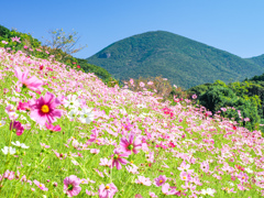 大又農園