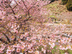 河津桜