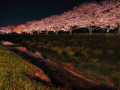 草場川の桜並木ライトアップ