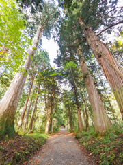 戸隠神社奥社参道