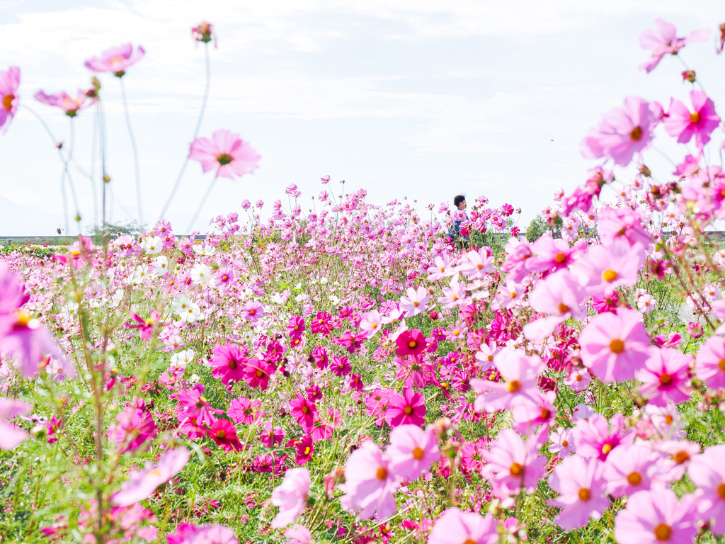 佐賀空港コスモス園