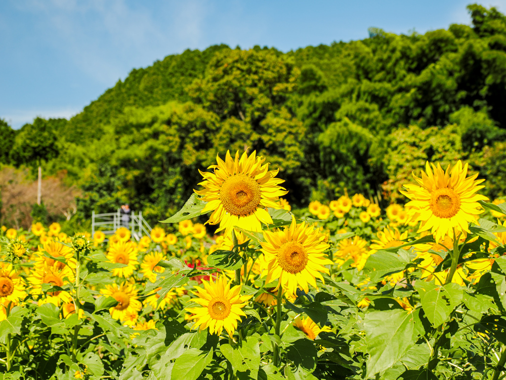 山田ひまわり園